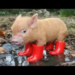 Meet your Posher, Danny